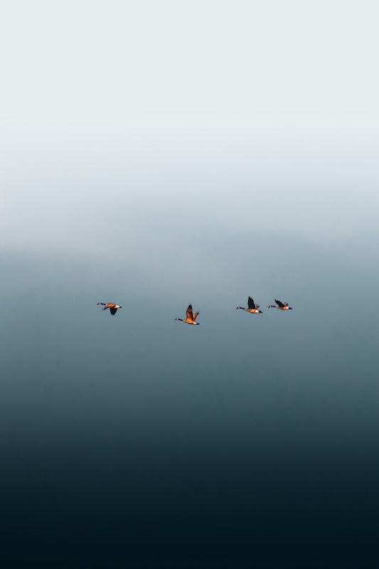 a group of birds flying in the sky