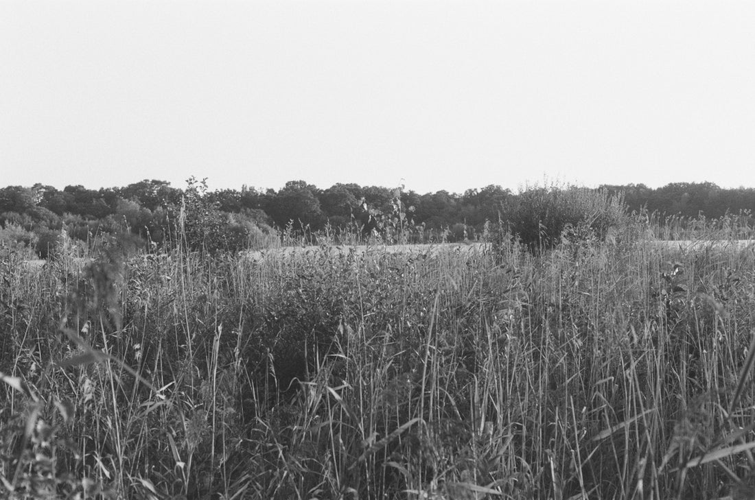 Tall grass and reeds in a natural landscape