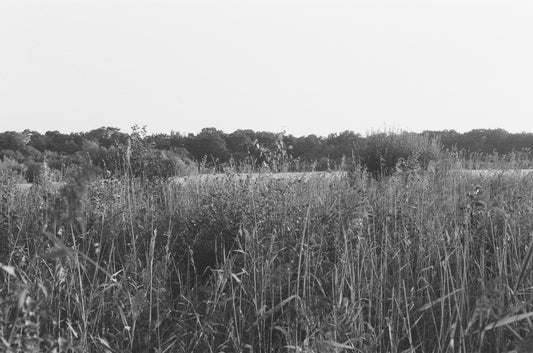 Tall grass and reeds in a natural landscape